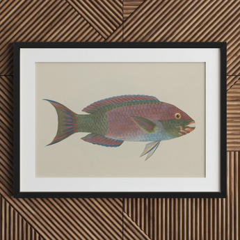 Queen Parrotfish - Luigi Balugani Sea Life Art Print / Canvas, Luigi Balugani, Kaleidoscopic Queen Parrotfish, Balugani’s 18th-century Brush
