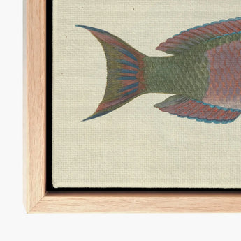 Queen Parrotfish - Luigi Balugani Sea Life Art Print / Canvas Vibrant Hand-painted Fish Illustration Textured Light Wood, Kaleidoscopic,