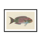 Queen Parrotfish - Luigi Balugani Sea Life Art Print