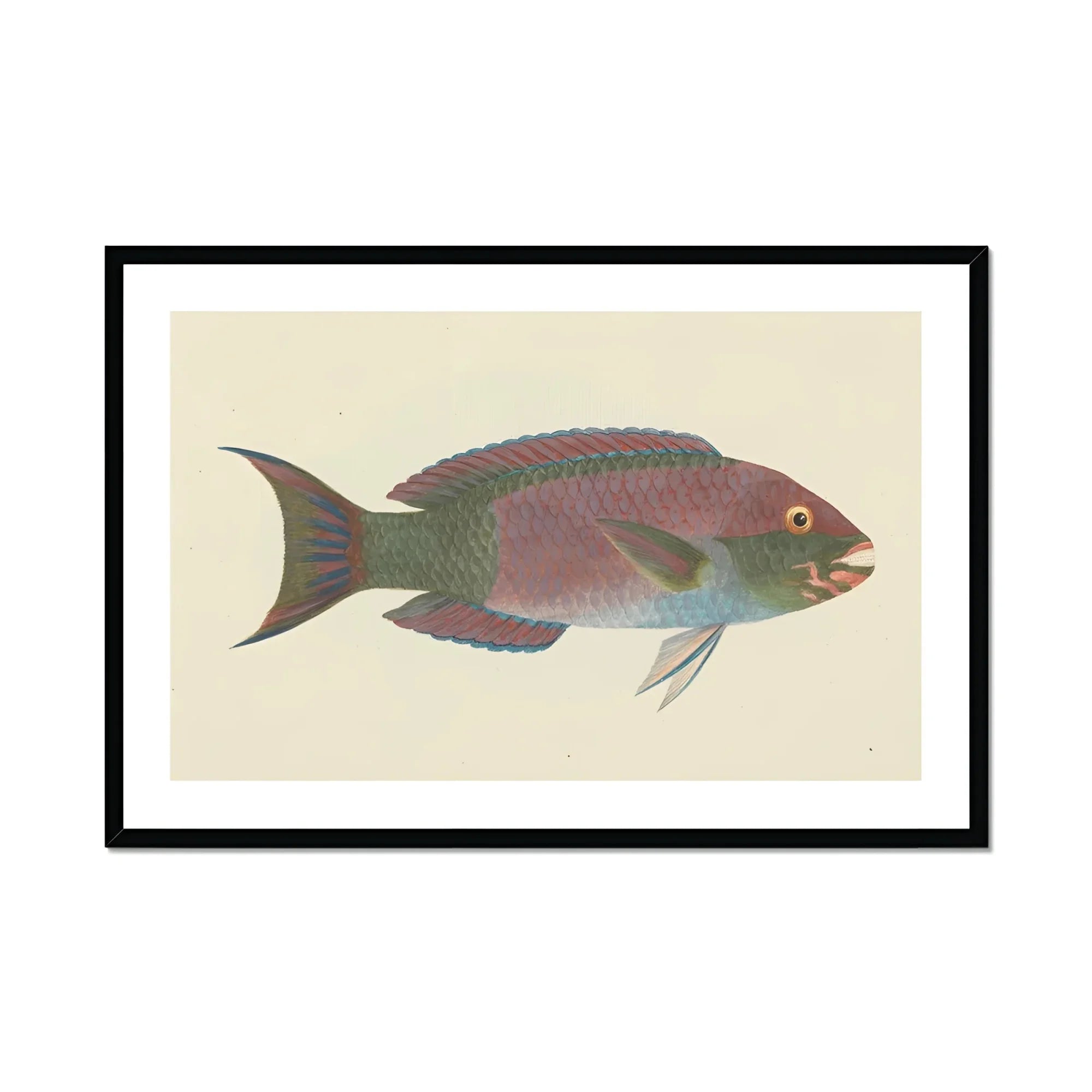 Queen Parrotfish - Luigi Balugani Sea Life Art Print, Colorful Parrotfish Pink Green Scales Forked Tail Fin
