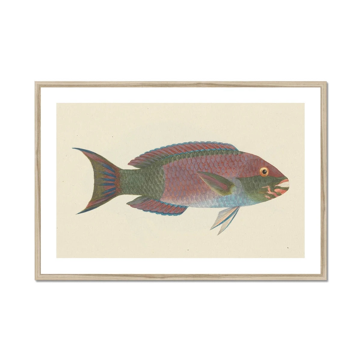 Queen Parrotfish - Luigi Balugani Sea Life Art Print