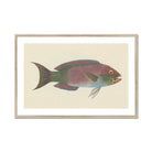 Queen Parrotfish - Luigi Balugani Sea Life Art Print