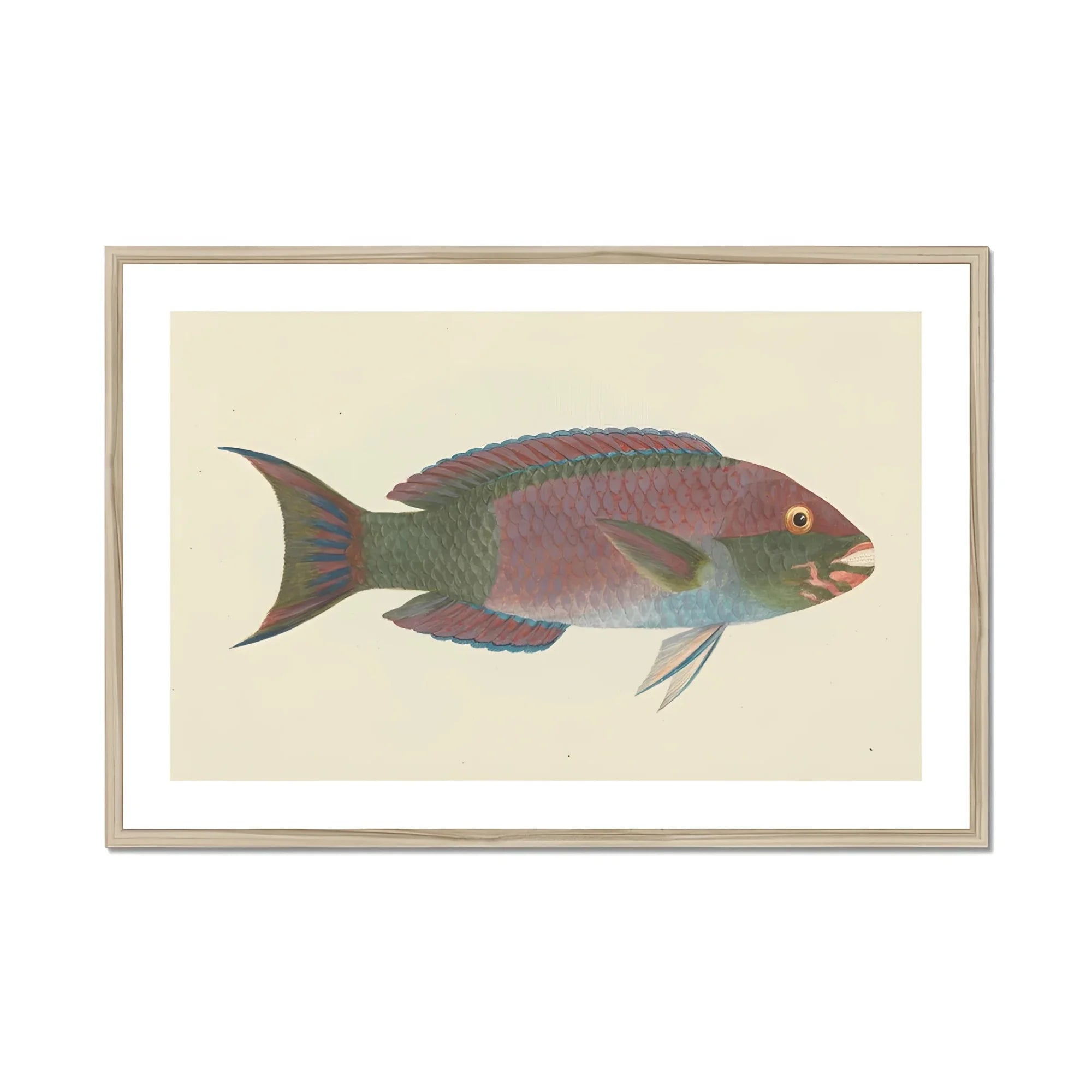 Queen Parrotfish - Luigi Balugani Sea Life Art Print, Colorful Tropical Fish Pink Green Blue Scales Vintage
