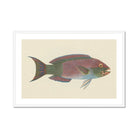 Queen Parrotfish - Luigi Balugani Sea Life Art Print