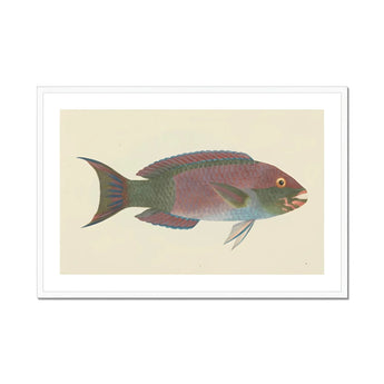 Queen Parrotfish - Luigi Balugani Sea Life Art Print, Colorful Tropical Fish Pink Green Blue Scales Forked