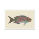 Queen Parrotfish Luigi Balugani Sea Life Art Print, Colorful Tropical Fish Pink Green Scales Forked Tail