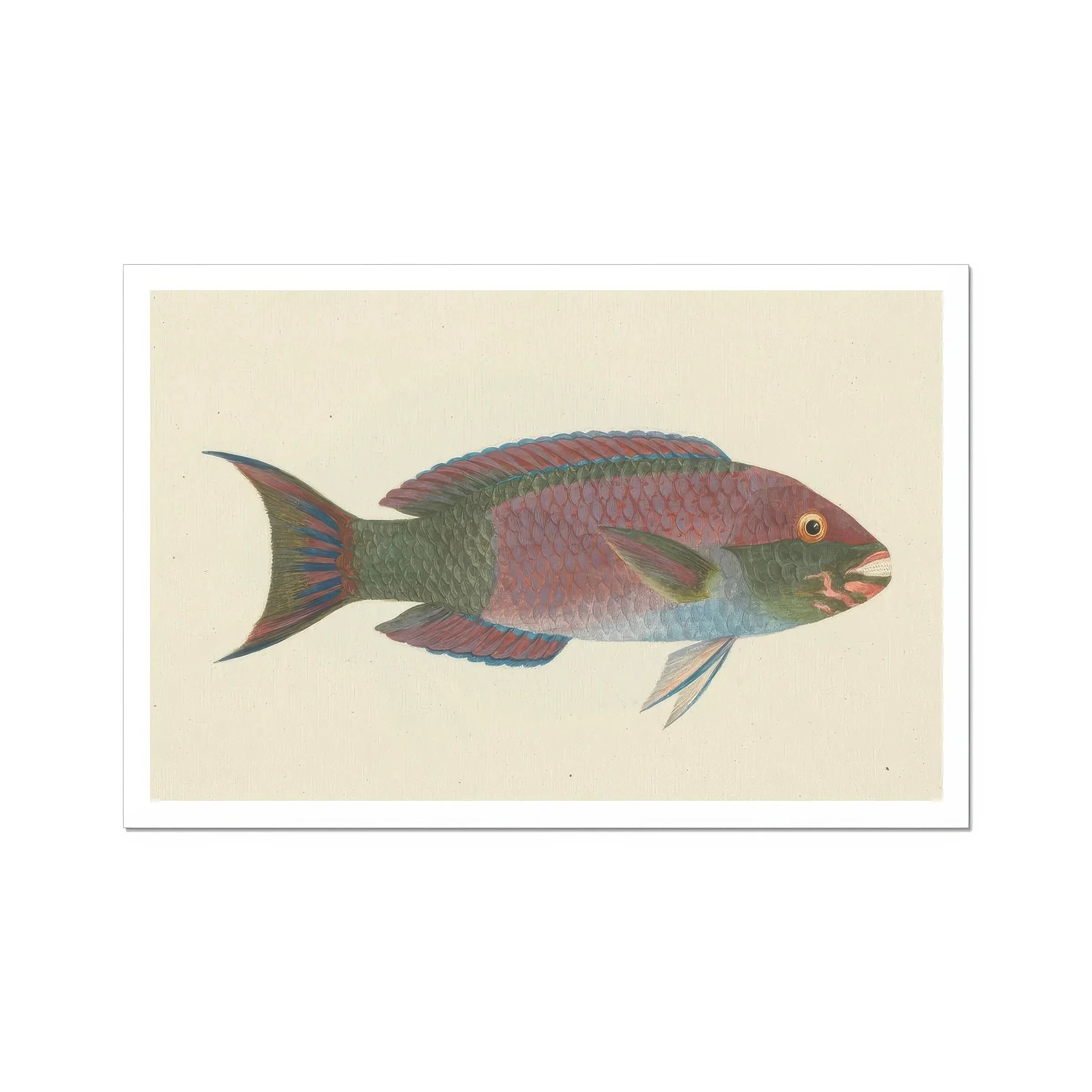 Queen Parrotfish Luigi Balugani Sea Life Art Print, Colorful Tropical Fish Pink Green Scales Forked Tail