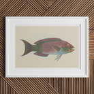 Queen Parrotfish - Luigi Balugani Sea Life Art Print