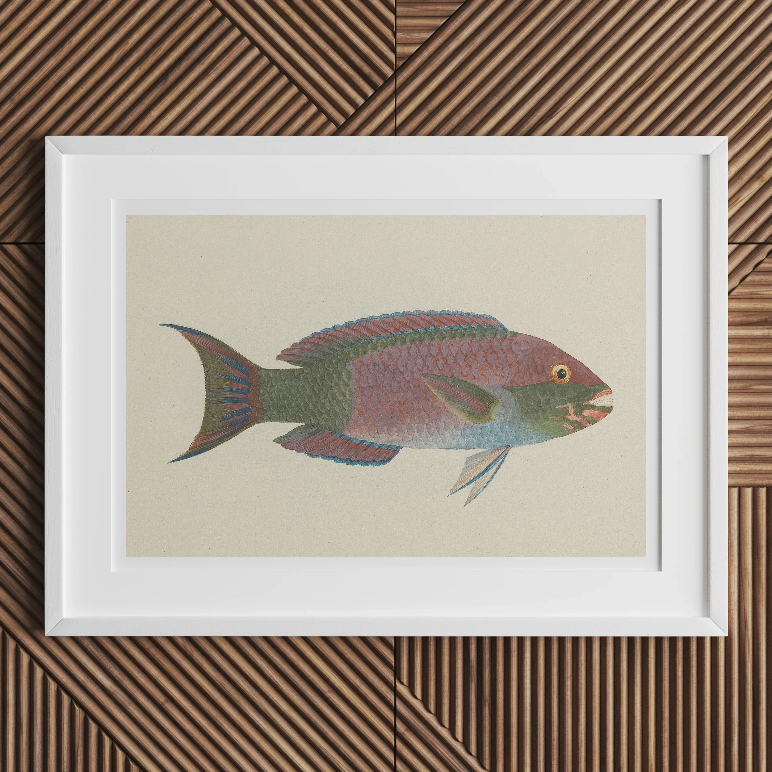 Queen Parrotfish - Luigi Balugani Sea Life Art Print, White-framed Artwork Colorful Tropical Fish Green Pink Scales