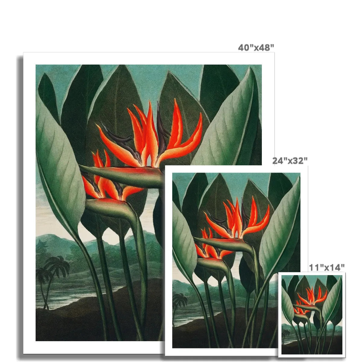 Queen Plant By Robert John Thornton Fine Art Print - Posters Prints & Visual Artwork - Aesthetic Art