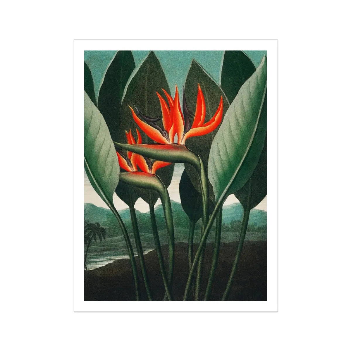Queen Plant By Robert John Thornton Fine Art Print - 24’x32’ - Posters Prints & Visual Artwork - Aesthetic Art