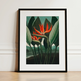 Queen Plant - Robert John Thornton Floral Art Print / Canvas, 12x16’’ / 31x41cm / Black Frame / Matboard, Posters Prints & Visual Artwork,
