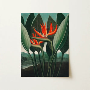 Queen Plant - Robert John Thornton Floral Art Print / Canvas, 12x16’’ / 31x41cm / Unframed / no Border, Posters Prints & Visual Artwork,