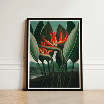 Queen Plant - Robert John Thornton Floral Art Print / Canvas Framed Vibrant Orange Bird-of-paradise Flower Surrounded, Plant’s Regal