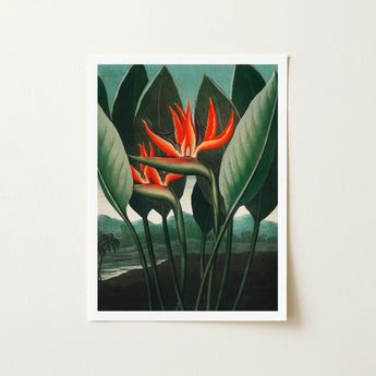 Queen Plant - Robert John Thornton Floral Art Print / Canvas Framed Vibrant Orange Bird-of-paradise Flower Surrounded Lush, Plant’s Regal
