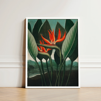 Queen Plant - Robert John Thornton Floral Art Print / Canvas Framed Artwork Vibrant Orange Bird-of-paradise Flower Surrounded Dark, Plant’s