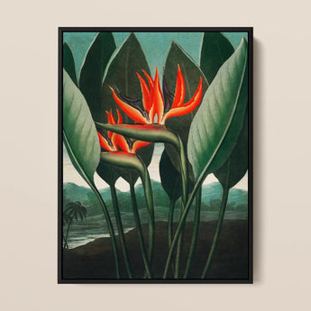 Queen Plant - Robert John Thornton Floral Art Print / Canvas Framed Artwork Vibrant Orange Black Bird-of-paradise Flowers Surrounded Robert