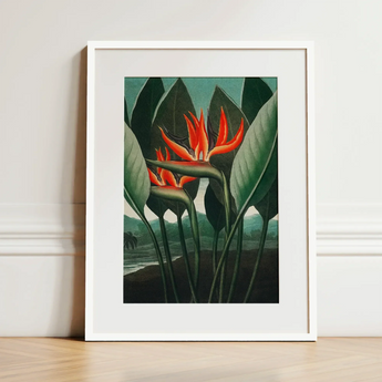 Queen Plant - Robert John Thornton Floral Art Print / Canvas Framed Art Print Vibrant Orange Bird-of-paradise Flower Lush Robert John
