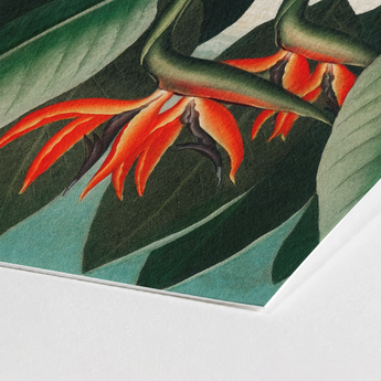 Queen Plant - Robert John Thornton Floral Art Print / Canvas Vibrant Orange Dark Green Tropical Flower Textured, Plant’s Regal Presence,