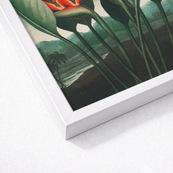Queen Plant - Robert John Thornton Floral Art Print / Canvas White-framed Tropical Poster Vibrant Orange Green Bird Paradise, Plant’s Regal