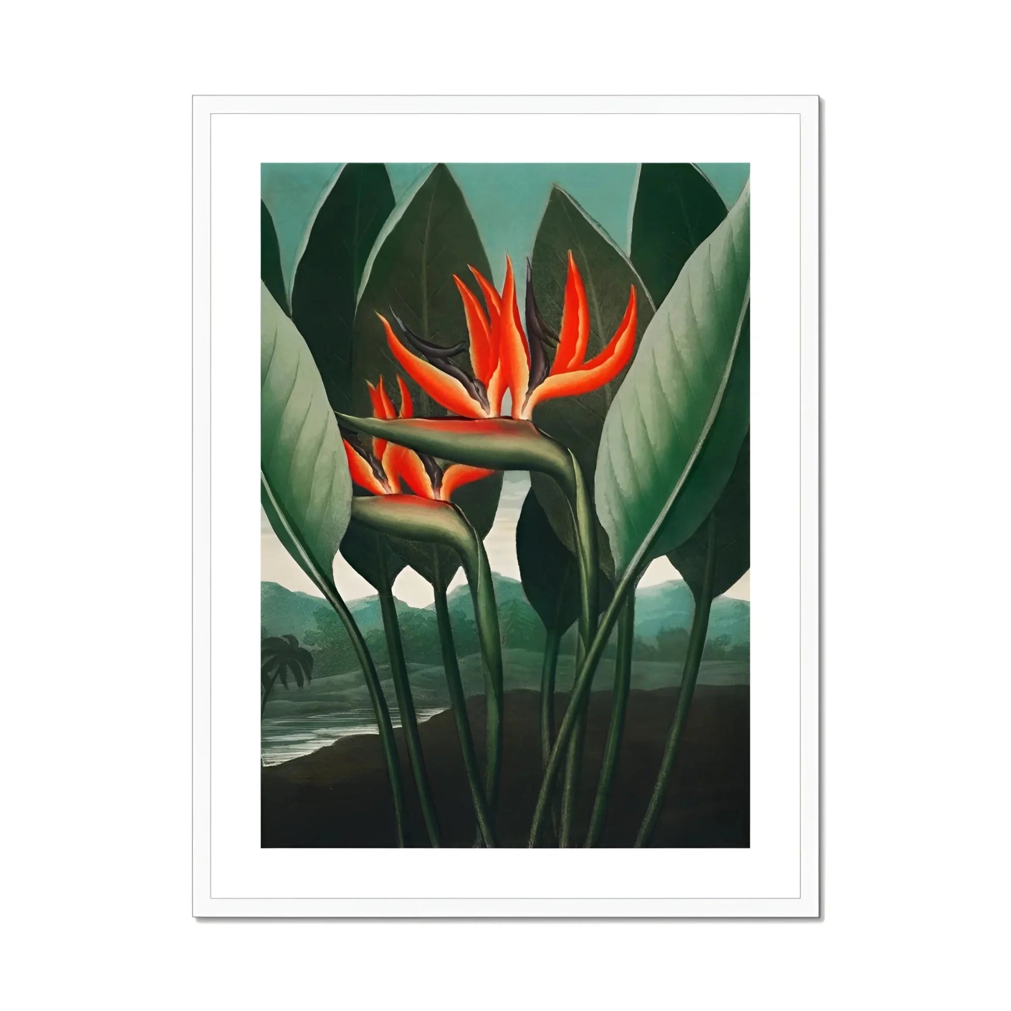 Queen Plant - Robert John Thornton Floral Art Print, Vibrant Orange Bird Paradise Flowers Green Leaves