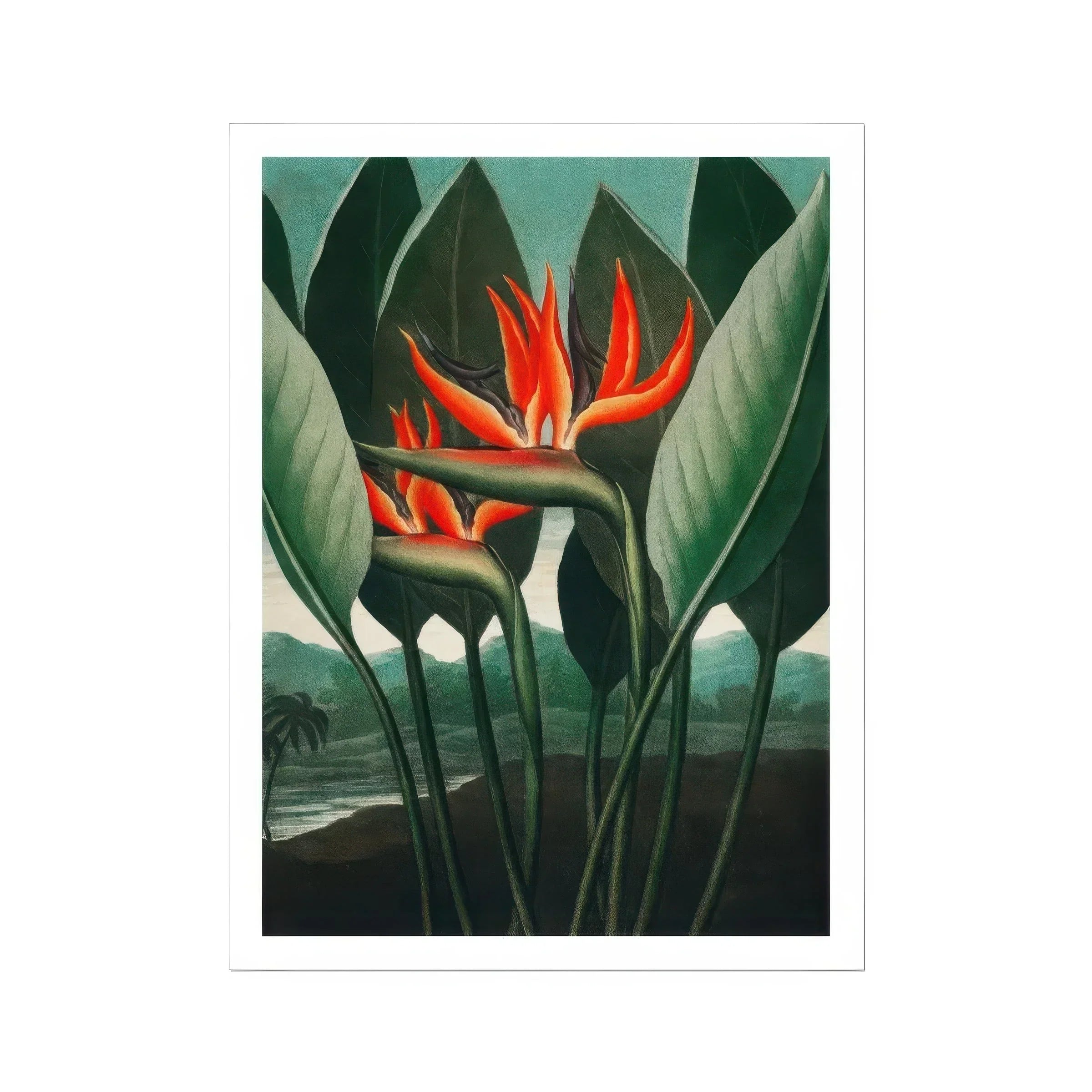 Queen Plant - Robert John Thornton Floral Art Print, Vibrant Orange Bird Paradise Flowers Long Green Leaves