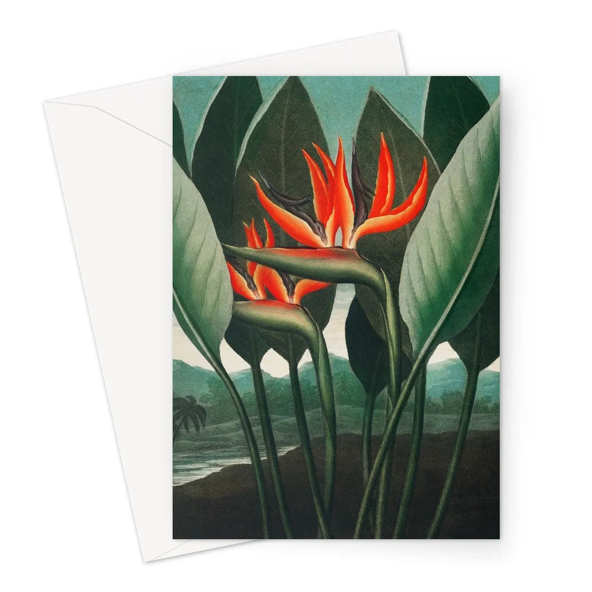 Queen Plant By Robert John Thornton Greeting Card - A5 Portrait / 1 Card - Notebooks & Notepads - Aesthetic Art