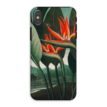 Queen Plant - Robert John Thornton Iphone Case, Xs / Matte, Bird Paradise Flower Phone Case