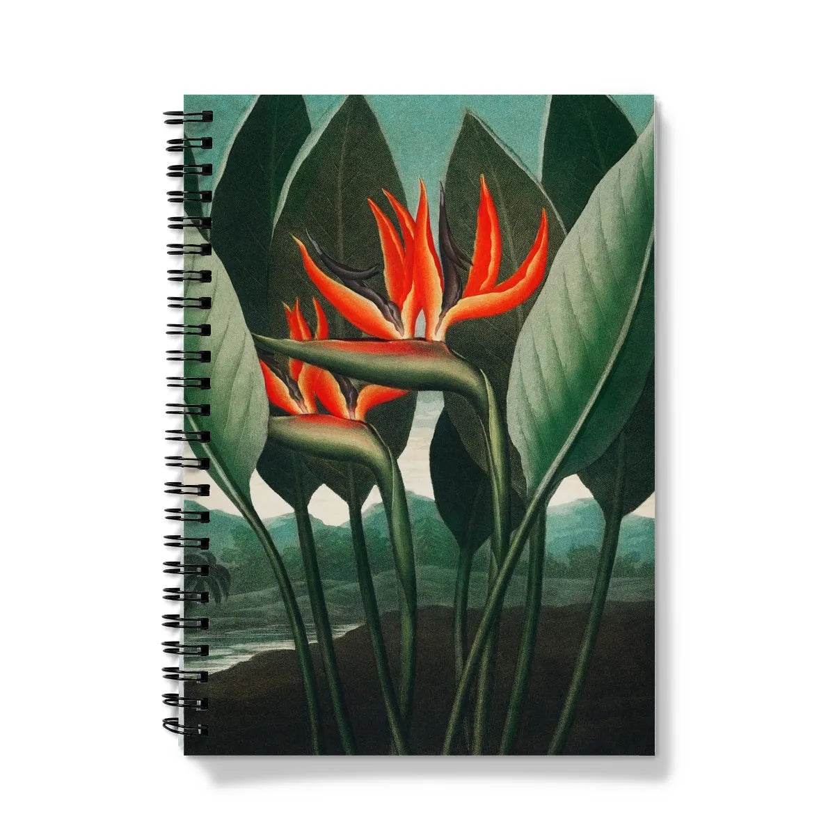 Queen Plant By Robert John Thornton Notebook - A5 / Graph - Notebooks & Notepads - Aesthetic Art