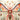 Vibrant Intricately Designed Pink Orange Insect Sculpture Translucent Rainbow Rover, Alien Species Taxonomy, Xenobiological Artistry