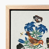 Red Avadavat Gentian Sawfly Swallowtail and Shells - James Bolton Art Print / Canvas Framed Detailed Illustration Blue Flowers Birds