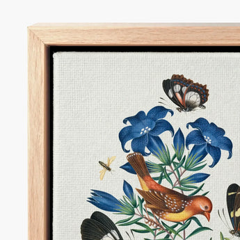 Red Avadavat Gentian Sawfly Swallowtail and Shells - James Bolton Art Print / Canvas Framed Detailed Illustration Blue Flowers Birds