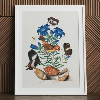 red avadavat bird, gentian, swallowtail & shells.