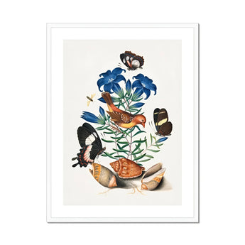 Red Avadavat Gentian Sawfly Swallowtail and Shells - James Bolton Art Print, Botanical Illustration Blue Flowers Butterflies Red Bird Among