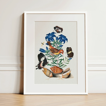 Red Avadavat Gentian Sawfly Swallowtail and Shells - James Bolton Art Print / Canvas, 12x16’’ / 31x41cm / White Frame / Matboard, Posters