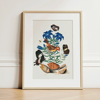 Red Avadavat Gentian Sawfly Swallowtail and Shells - James Bolton Art Print / Canvas Framed Botanical Illustration Vibrant Bird Butterflies