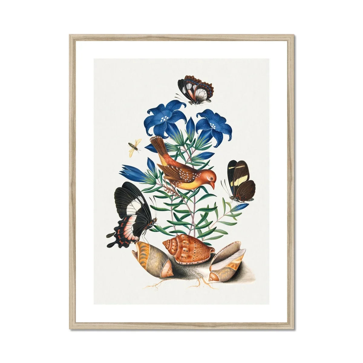 Red Avadavat Gentian Sawfly Swallowtail and Shells James Bolton Art Print, Framed Botanical Illustration Blue Flowers Butterflies Seashells