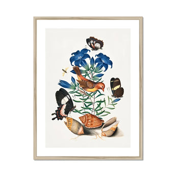 Red Avadavat Gentian Sawfly Swallowtail and Shells - James Bolton Art Print, Framed Botanical Illustration Blue Flowers Butterflies