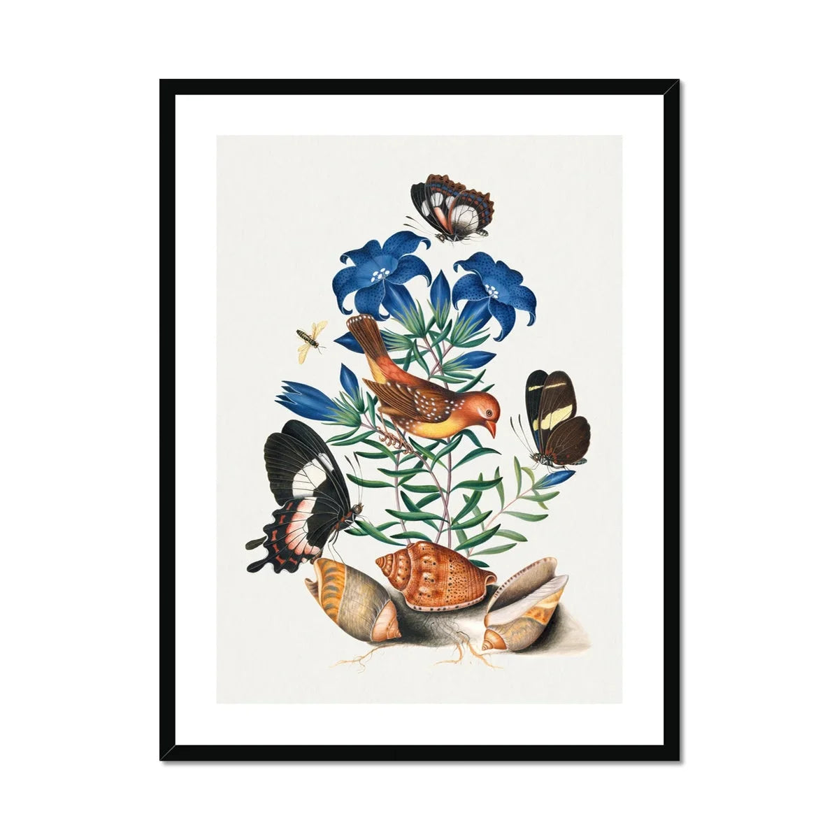 Red Avadavat Gentian Sawfly Swallowtail and Shells James Bolton Art Print, Framed Botanical Illustration Blue Flowers Butterflies Orange