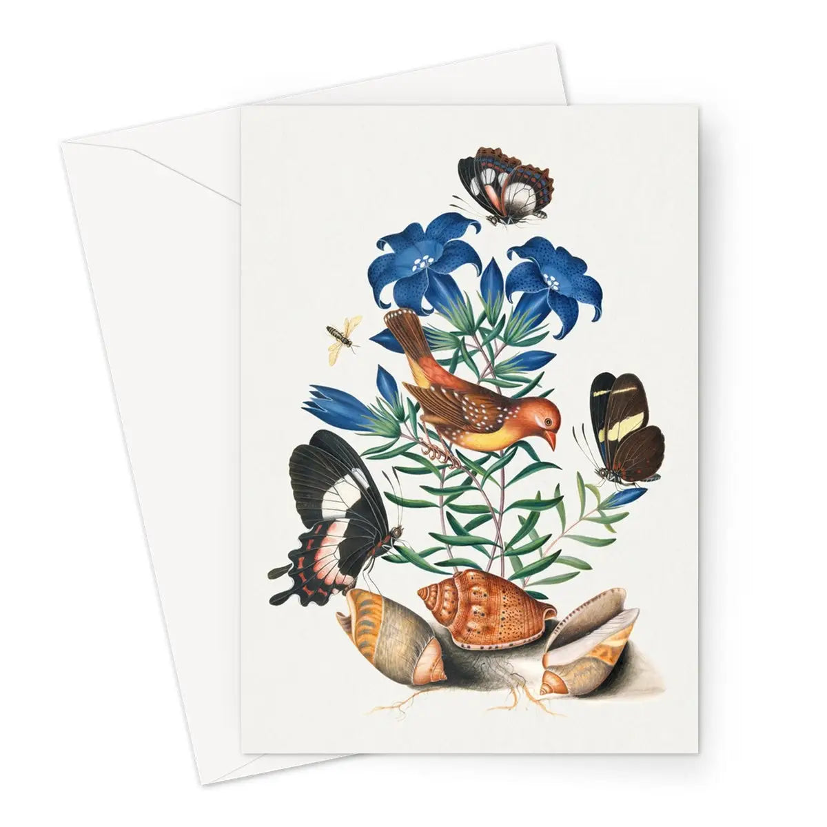 Red Avadavat Gentian Sawfly Swallowtail And Shells - James Bolton Greeting Card - A5 Portrait / 1 Card - Greeting &