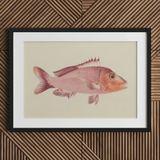 Red Snapper - Luigi Balugani Sea Life Art Print, 30x20’’ / 76x51cm / Black Frame / 2’’ Matboard, Posters Prints & Visual Artwork, Toby Leon