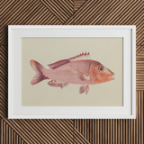 Red Snapper - Luigi Balugani Sea Life Art Print, 30x20’’ / 76x51cm / White Frame / 2’’ Matboard, Posters Prints & Visual Artwork, Toby Leon