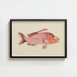 Framed Illustration Pinkish-red Fish Detailed Fins Scales Presented Luigi Balugani, Balugani’s Red Snapper, Sea