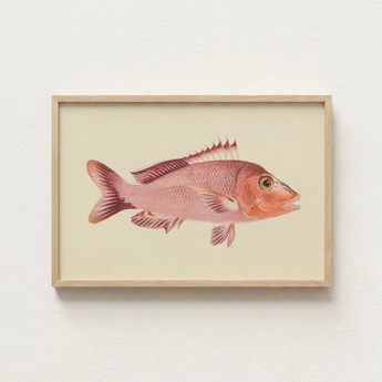 Framed Illustration Pinkish-red Fish Detailed Scales Fins Set Luigi Balugani, Balugani’s Red Snapper, Sea