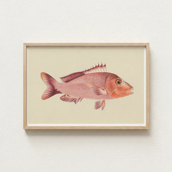Framed Illustration Pinkish-red Fish Detailed Fins Scales Set Luigi Balugani, Balugani’s Red Snapper, Sea