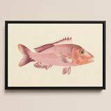Red Snapper - Luigi Balugani Sea Life Art Print / Canvas, 18x12’’ / 46x31cm / Black Frame, Posters Prints & Visual Artwork, Toby Leon