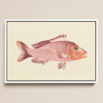 Red Snapper - Luigi Balugani Sea Life Art Print / Canvas, 18x12’’ / 46x31cm / White Frame, Posters Prints & Visual Artwork, Toby Leon