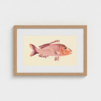 Red Snapper - Luigi Balugani Sea Life Art Print / Canvas Framed Illustration Pinkish-red Fish Detailed Fins Scales Set, Balugani’s, Prints
