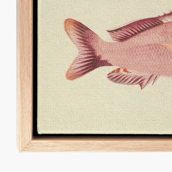 Red Snapper - Luigi Balugani Sea Life Art Print / Canvas Detailed Illustration Pink Fish Textured Scales Delicate Fins, Balugani’s, Prints