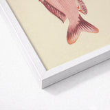 Red Snapper - Luigi Balugani Sea Life Art Print / Canvas Framed Artwork Detailed Illustration Pink Fish Textured Scales, Balugani’s, Prints
